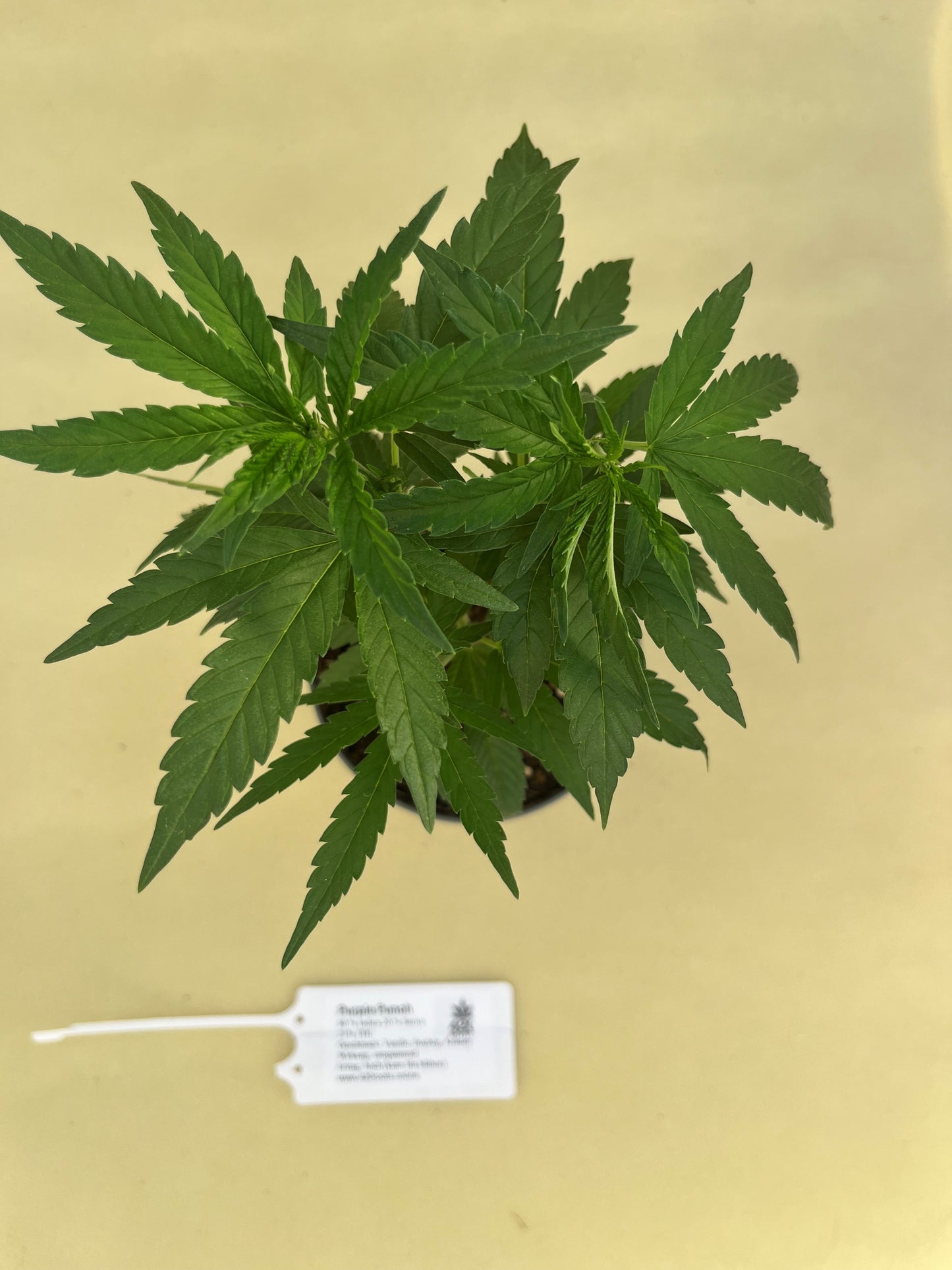 Purple Punch Jungpflanzen