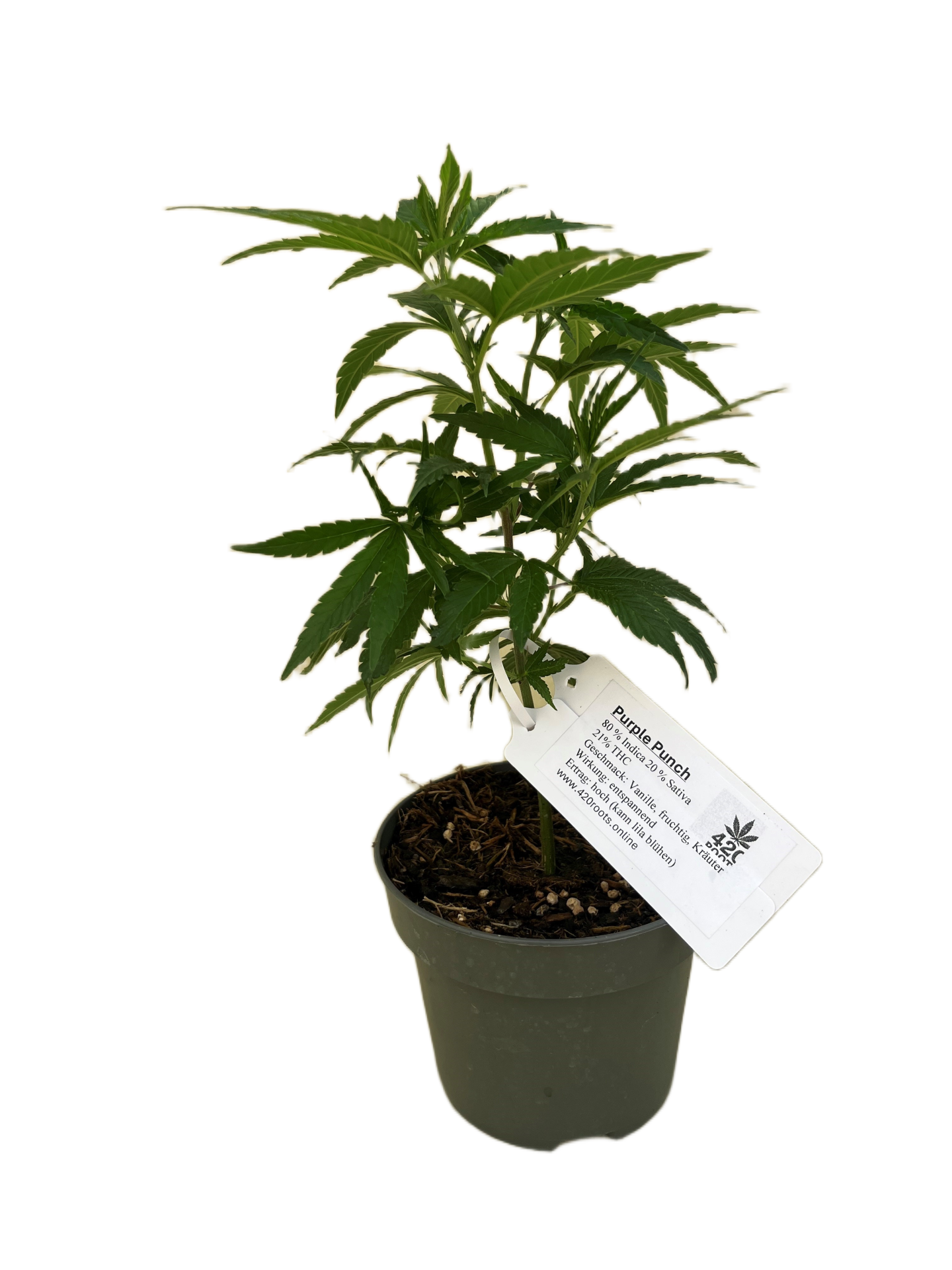 Purple Punch Jungpflanzen
