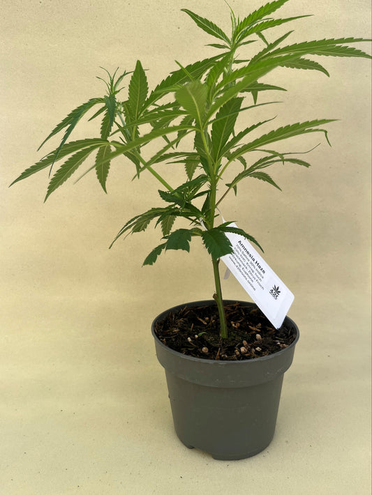 Amnesia Haze Jungpflanzen