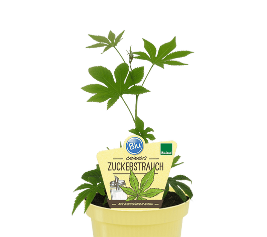 Cannabis Zuckerstrauch