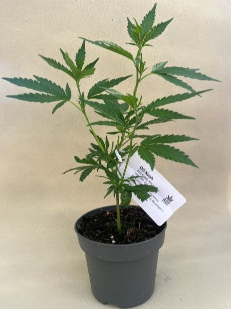 OG Kush Jungpflanzen