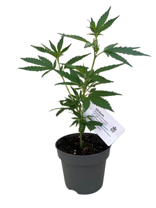 OG Kush Jungpflanzen
