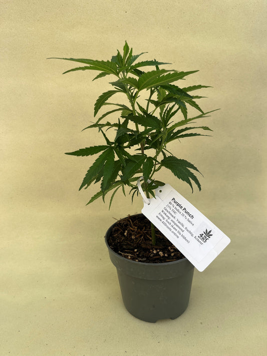 Purple Punch Jungpflanzen