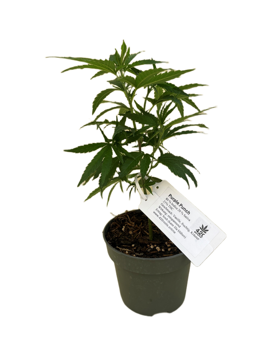 Purple Punch Jungpflanzen