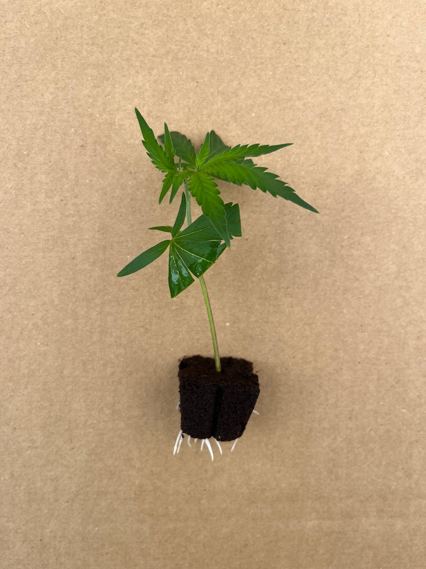 OG Kush Stecklinge