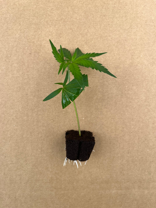 OG Kush Stecklinge