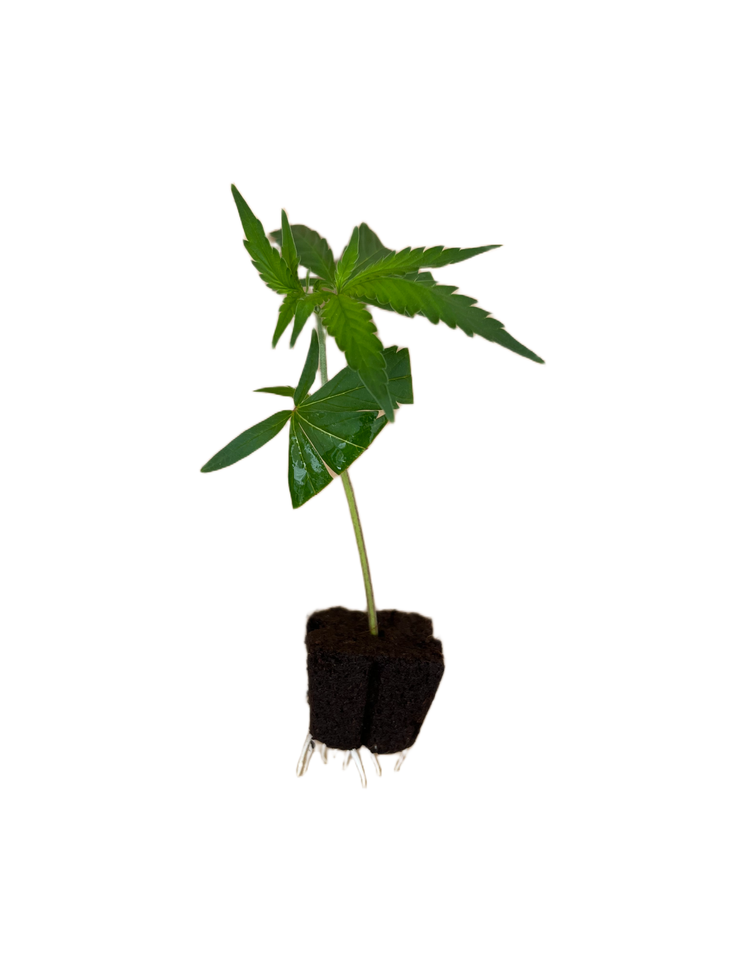 OG Kush Stecklinge