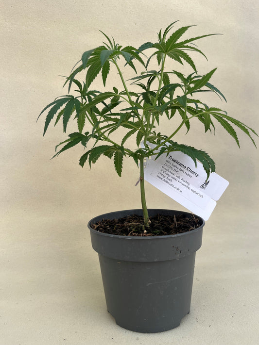 Tropicana Cherry Jungpflanzen