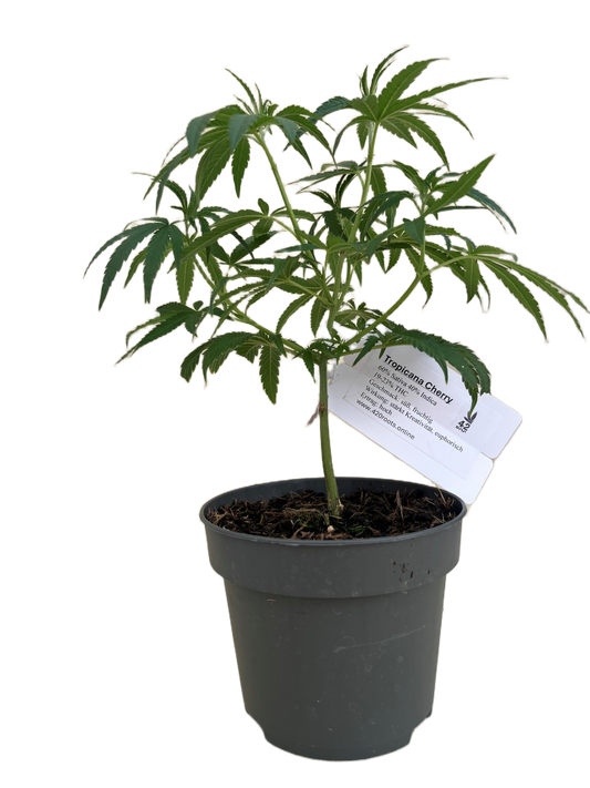 Tropicana Cherry Jungpflanzen