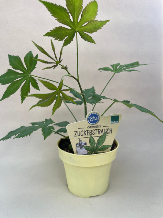 Cannabis Zuckerstrauch